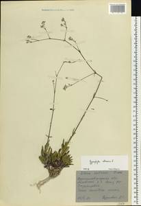 Gypsophila altissima L., Eastern Europe, North Ukrainian region (E11) (Ukraine)