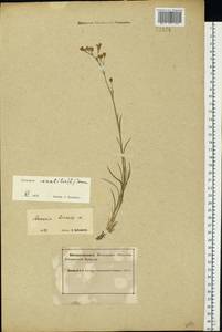 Eremogone saxatilis (L.) Ikonn., Eastern Europe, Northern region (E1) (Russia)