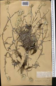 Leontopodium campestre (Ledeb.) Hand.-Mazz., Middle Asia, Dzungarian Alatau & Tarbagatai (M5) (Kazakhstan)