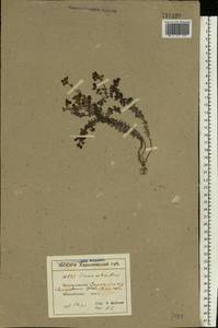 Linaria cretacea Fisch. ex Spreng., Eastern Europe, North Ukrainian region (E11) (Ukraine)