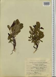 Salix sphenophylla A. K. Skvortsov, Siberia, Chukotka & Kamchatka (S7) (Russia)