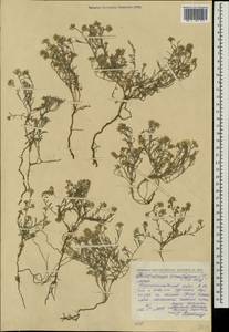 Stevenia tenuifolia (Stephan ex Willd.) D. A. German, Mongolia (MONG) (Mongolia)
