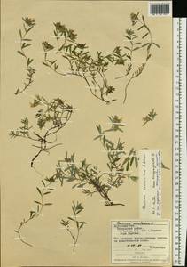 Teucrium montanum subsp. montanum, Eastern Europe, West Ukrainian region (E13) (Ukraine)