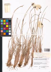 Eriophorum vaginatum L., Siberia, Western Siberia (S1) (Russia)