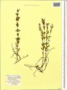 Hypericum linarioides, Caucasus, Krasnodar Krai & Adygea (K1a) (Russia)