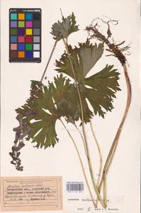 Aconitum lycoctonum subsp. moldavicum (Hacq.) Jalas, Eastern Europe (no precise locality) (E0)