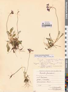 Primula mazurenkoae A. P. Khokhr., Siberia, Chukotka & Kamchatka (S7) (Russia)