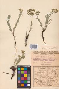 Euphorbia seguieriana Neck., Eastern Europe, Eastern region (E10) (Russia)