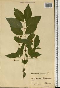 Euonymus europaeus L., Eastern Europe, North Ukrainian region (E11) (Ukraine)