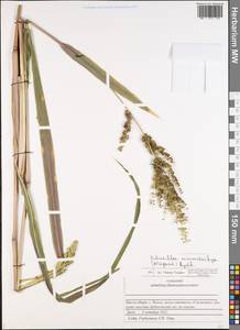 Echinochloa muricata (P.Beauv.) Fernald, Eastern Europe, Middle Volga region (E8) (Russia)