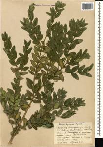 Buxus sempervirens L., Caucasus, Azerbaijan (K6) (Azerbaijan)