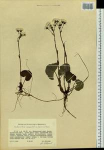 Petasites rubellus (J. F. Gmel.) J. Toman, Siberia, Russian Far East (S6) (Russia)