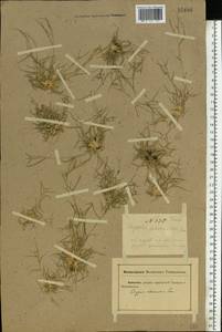 Sporobolus schoenoides (L.) P.M.Peterson, Eastern Europe, Rostov Oblast (E12a) (Russia)