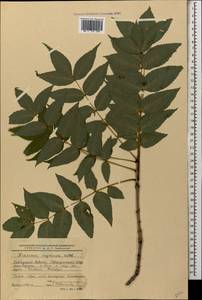 Fraxinus angustifolia subsp. oxycarpa (M.Bieb. ex Willd.) Franco & Rocha Afonso, Caucasus, Stavropol Krai, Karachay-Cherkessia & Kabardino-Balkaria (K1b) (Russia)