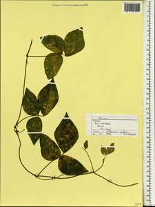 Mucuna, South Asia, South Asia (Asia outside ex-Soviet states and Mongolia) (ASIA) (Vietnam)