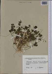 Oxalis, Western Europe (EUR) (Italy)