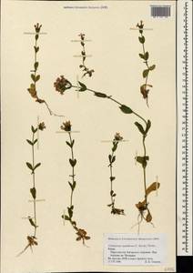 Centaurium pulchellum subsp. pulchellum, Crimea (KRYM) (Russia)