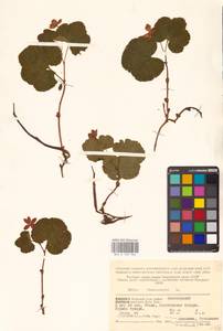 Rubus chamaemorus L., Eastern Europe, Northern region (E1) (Russia)