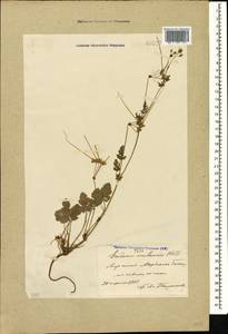 Erodium malacoides, Caucasus, Azerbaijan (K6) (Azerbaijan)