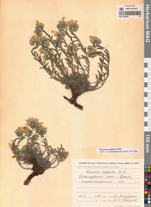 Onosma tenuiflora Willd., Caucasus, Black Sea Shore (from Novorossiysk to Adler) (K3) (Russia)