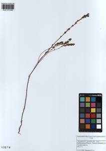 Euphrasia pectinata Ten., Siberia, Altai & Sayany Mountains (S2) (Russia)