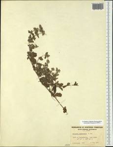 Nelsonia canescens (Lam.) Spreng., Australia & Oceania (AUSTR) (Australia)