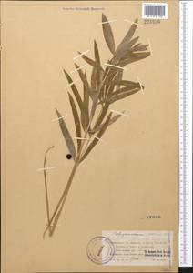 Polygonatum roseum (Ledeb.) Kunth, Middle Asia, Northern & Central Tian Shan (M4) (Kazakhstan)