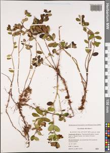 Vaccinium vitis-idaea L., Siberia, Russian Far East (S6) (Russia)