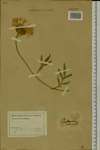 Psephellus sibiricus (L.) Wagenitz, Siberia, Altai & Sayany Mountains (S2) (Russia)