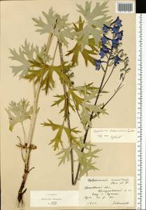 Delphinium cuneatum Stev. ex DC., Eastern Europe, Moscow region (E4a) (Russia)