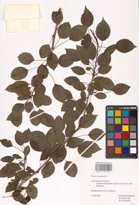 Pyrus communis L., Eastern Europe, Western region (E3) (Russia)