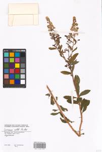 Spiraea alba, Eastern Europe, Moscow region (E4a) (Russia)