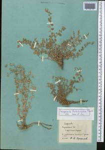 Campanula incanescens Boiss., Middle Asia, Pamir & Pamiro-Alai (M2) (Tajikistan)