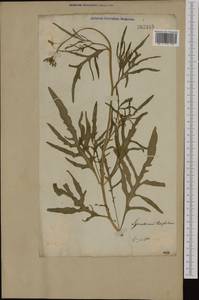 Diplotaxis tenuifolia (L.) DC., Eastern Europe, Lithuania (E2a) (Lithuania)