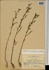Symphyotrichum graminifolium (Spreng.) G. L. Nesom, Caucasus, Georgia (K4) (Georgia)