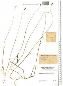 Hordeum brevisubulatum (Trin.) Link, Caucasus, Stavropol Krai, Karachay-Cherkessia & Kabardino-Balkaria (K1b) (Russia)