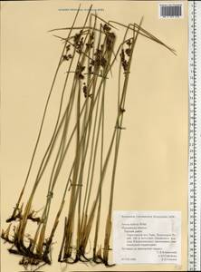 Juncus balticus Willd., Eastern Europe, Northern region (E1) (Russia)