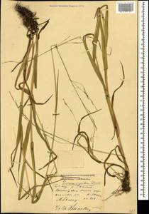Lolium giganteum (L.) Darbysh., Caucasus, Abkhazia (K4a) (Abkhazia)