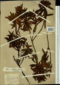 Rhododendron diversipilosum (Nakai) Harmaja, Siberia, Russian Far East (S6) (Russia)