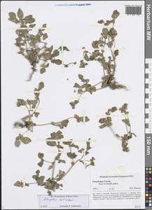 Atriplex altaica Sukhor., Siberia, Altai & Sayany Mountains (S2) (Russia)