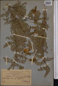 Calophaca tianschanica (B.Fedtsch.)Boriss., Middle Asia, Western Tian Shan & Karatau (M3) (Uzbekistan)