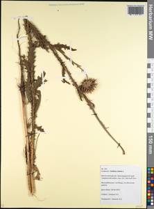 Carduus nutans L., Caucasus, Krasnodar Krai & Adygea (K1a) (Russia)