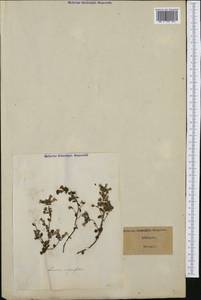 Chaenorhinum origanifolium (L.) Fourr., Western Europe (EUR) (Italy)