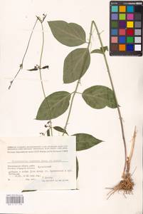 Vincetoxicum scandens Sommier & Levier, Eastern Europe, Lower Volga region (E9) (Russia)