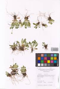 Primula farinosa L., Siberia, Baikal & Transbaikal region (S4) (Russia)