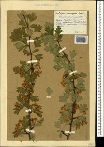 Crataegus monogyna Jacq., Crimea (KRYM) (Russia)