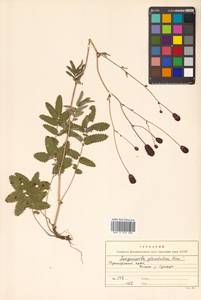 Sanguisorba officinalis L., Siberia, Russian Far East (S6) (Russia)