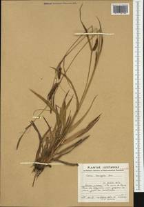 Carex laevigata Sm., Western Europe (EUR) (Portugal)