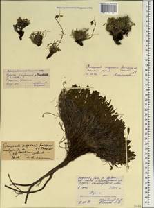 Campanula bellidifolia subsp. bellidifolia, Caucasus, North Ossetia, Ingushetia & Chechnya (K1c) (Russia)