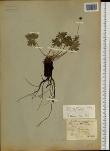 Anemonastrum narcissiflorum subsp. crinitum (Juz.) Raus, Siberia, Baikal & Transbaikal region (S4) (Russia)